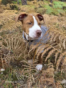 Boxer puppy sitting amongst bracken
