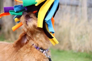 Goldendoodle puppy playing with a toy