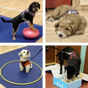 Puppies doing a variety of training activities, including paws up, settle, and sit and stay in a hoop