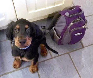Gordon Setter puppy sitting on the floor with its rucksack waiting for training
