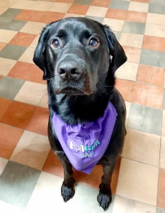 Lorna’s previous dog, Sam, wearing a purple Tail Talk bandana.