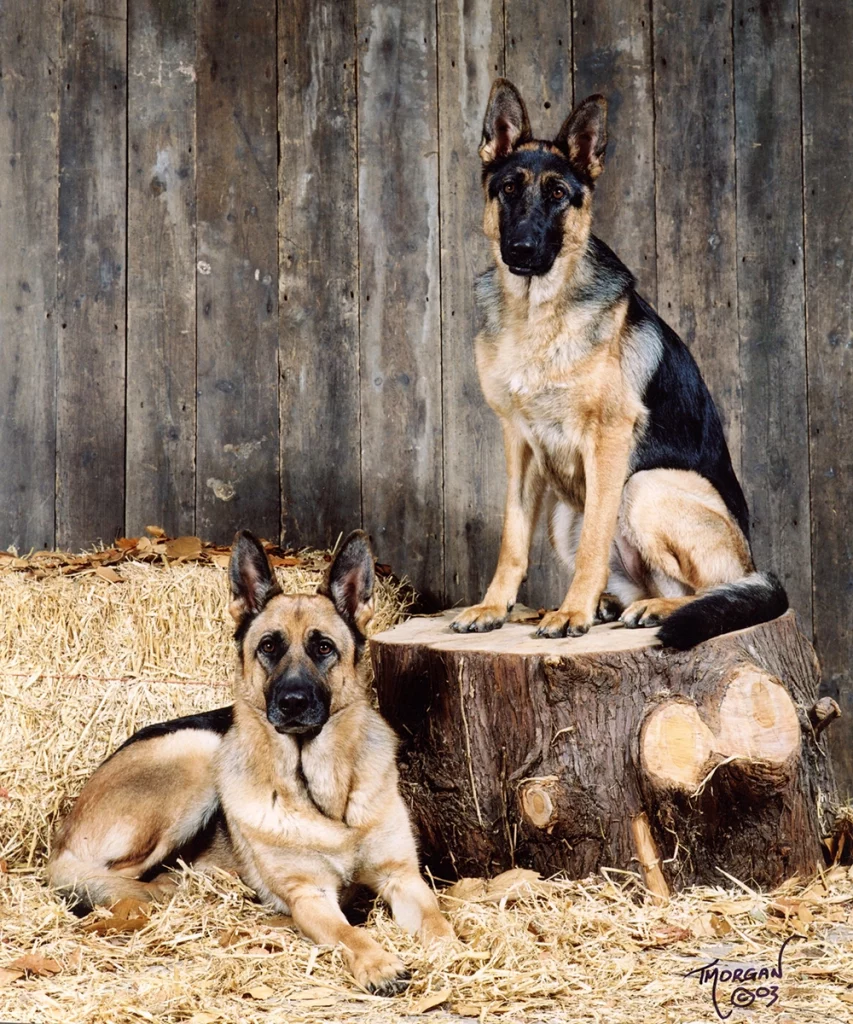 Susan’s previous German Shepherds, Kyle and Ciara posing for a photo.