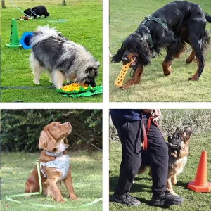 Group of 4 photos showing dogs doing Teen Paws training outside