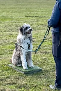 Collie Poodle Cross sitting and staying on a platform