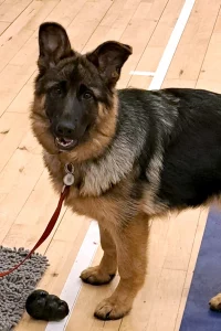 German Shepherd training