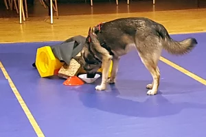 German Shepherd dog sniffing around cones