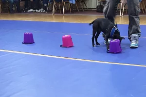 Dog doing scent work with it's owner