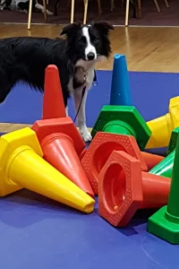 Border Collie training