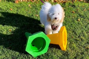 Puppy training with cones