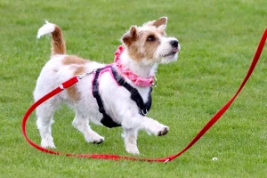 Rough Haired Jack Russell training