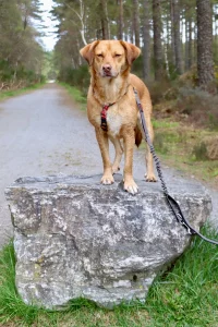 Romanian rescue dog standing on a rock