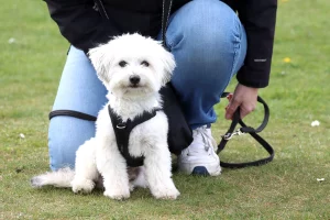White Lhasa Apso Yorkshire Terrier cross sitting