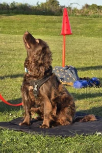 Spaniel at training