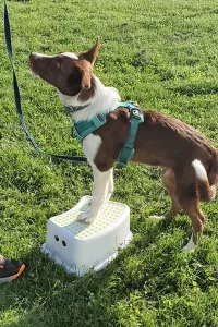 Border Collie with paws up on a small step