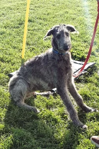 Deer hound sitting nicely at training