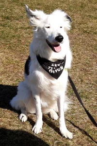 Dog training to sit and stay