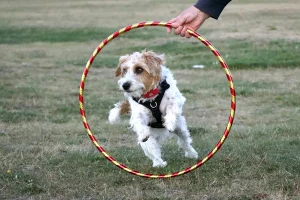 Rough Haired Jack Russell jumping through a hoop