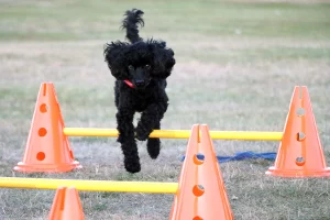 Black Miniature Poodle jumping over poles