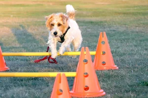 Rough Haired Jack Russell jumping over poles