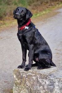 Black Labrador sitting on a rock