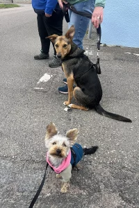 Two dogs patiently sitting and waiting at a road crossing during training