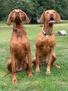 Two Vizsla siblings sitting on the grass