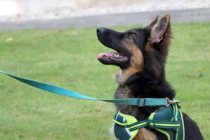German Shepherd sitting