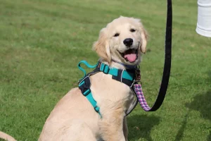 Labrador doing a sit and stay