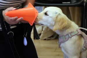 Golden Retriever with its nose in a cone