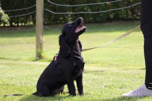 Dog sitting and staying