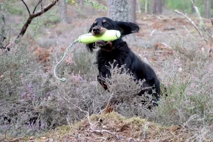 Gordon Setter during a Members Walk, retrieving a toy and jumping through the heather