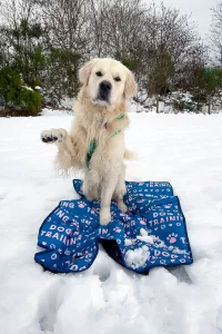 Golden Retriever sitting on its mat in the snow with a paw raised.