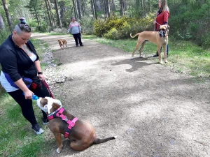 Clients and dogs training