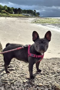 Harper French Bulldog