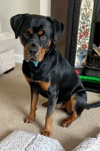 Rottweiler