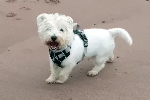 White Highland Terrier