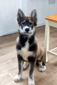 Husky German Shepherd Collie cross puppy