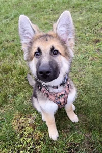 German Shepherd puppy