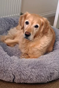 Golden retriever laying on its bed