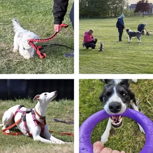 Four pictures showing dogs and handlers