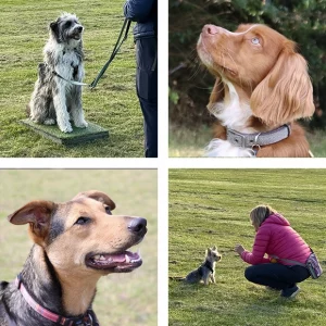 Four pictures showing dogs and handlers