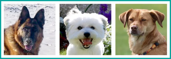 Banner of 3 dogs - German Shepherd, Lhasa Apso Yorkie cross and Romanian rescue