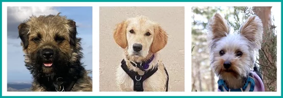 Banner of 3 dogs - Border Terrier, Golden Retriever and Yorkshire Terrier