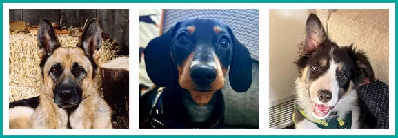Banner of 3 dogs - German Shepherd, Dachshund and Border Collie
