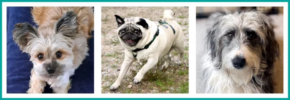 Banner of 3 dogs - Yorkie cross, Pug, and Collie Poodle cross