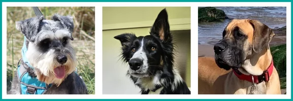 Banner of 3 dogs - Schauzer, Border Collie and Great Dane