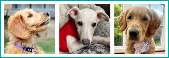 Banner of 3 dogs - Goldendoodle, Whippet and Golden Retriever