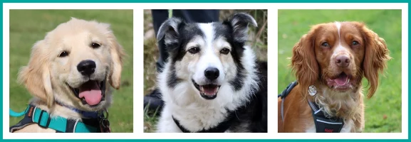Susan, Lorna and their dogs - Golden Retriever, Border Collie and Spaniel