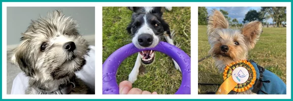 Banner of 3 dogs - Lhasa Apso Yorkie Cross, Border Collie and Yorkshire Terrier
