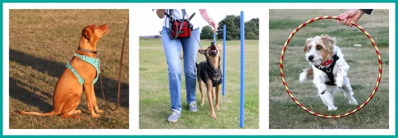 Banner of 3 dogs training